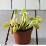 Thompson & Morgan Dionaea Muscipula (venus Fly Trap) - 2 Plants