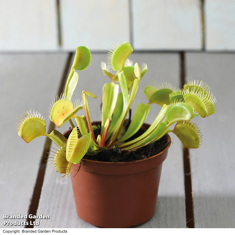 Thompson & Morgan Dionaea Muscipula (venus Fly Trap) - 2 Plants