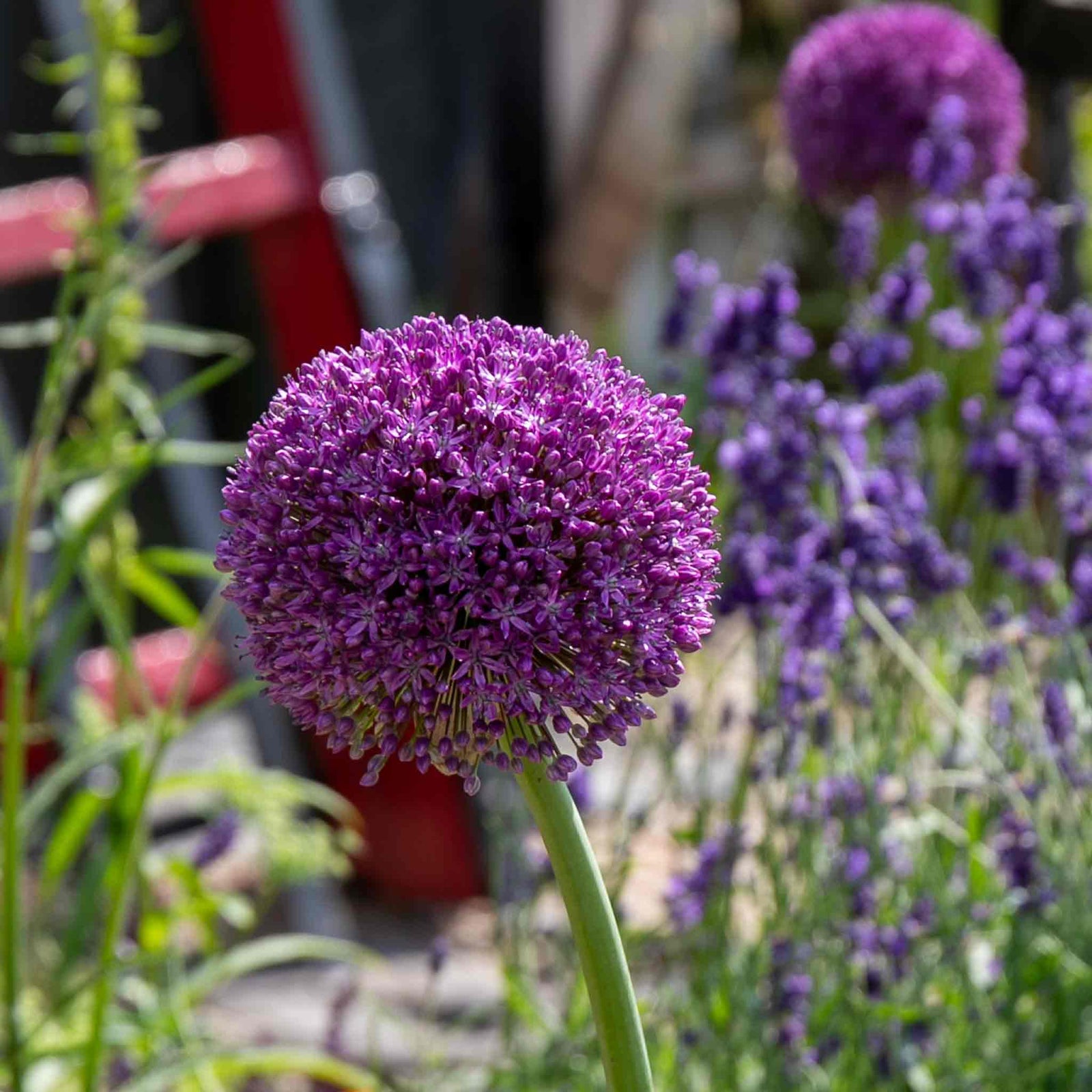 Allium 'purple Sensation' Rhs Agm Pollinator-friendly | 10 x Bulbs | Violet