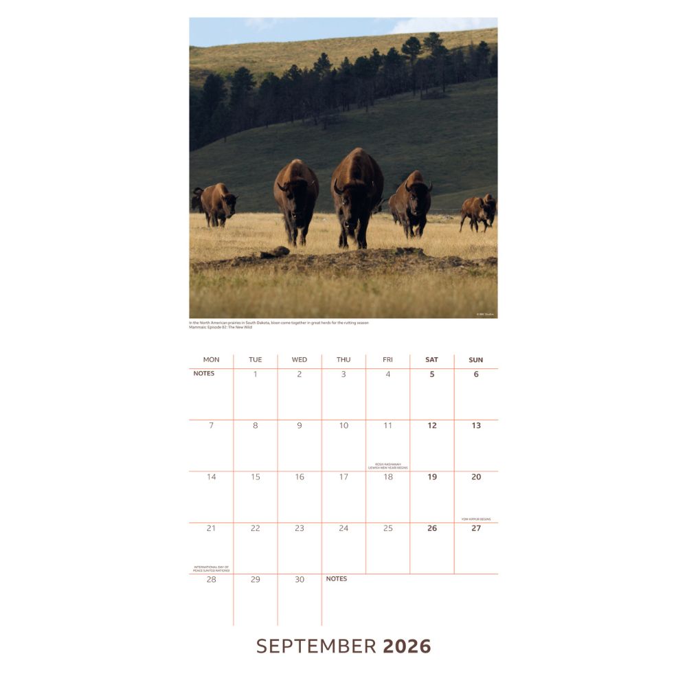 2026 Square Calendar Official Product