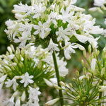 Agapanthus Hybrida 'vallee De La Sarthe' - 9cm Pot | 3 x 9cm | Blue