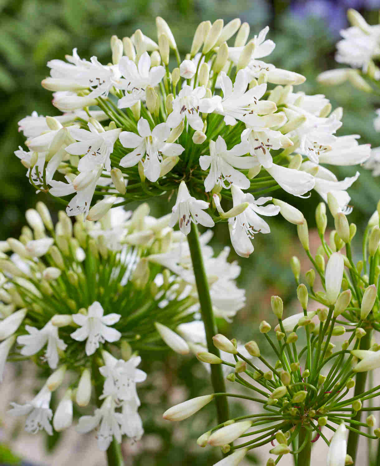 Agapanthus Hybrida 'vallee De La Sarthe' - 9cm Pot | 3 x 9cm | Blue