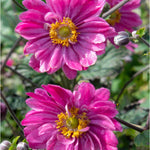 Anemone Hupehensis Japonica Pamina - 9cm pots | 1 x 9cm | Pink