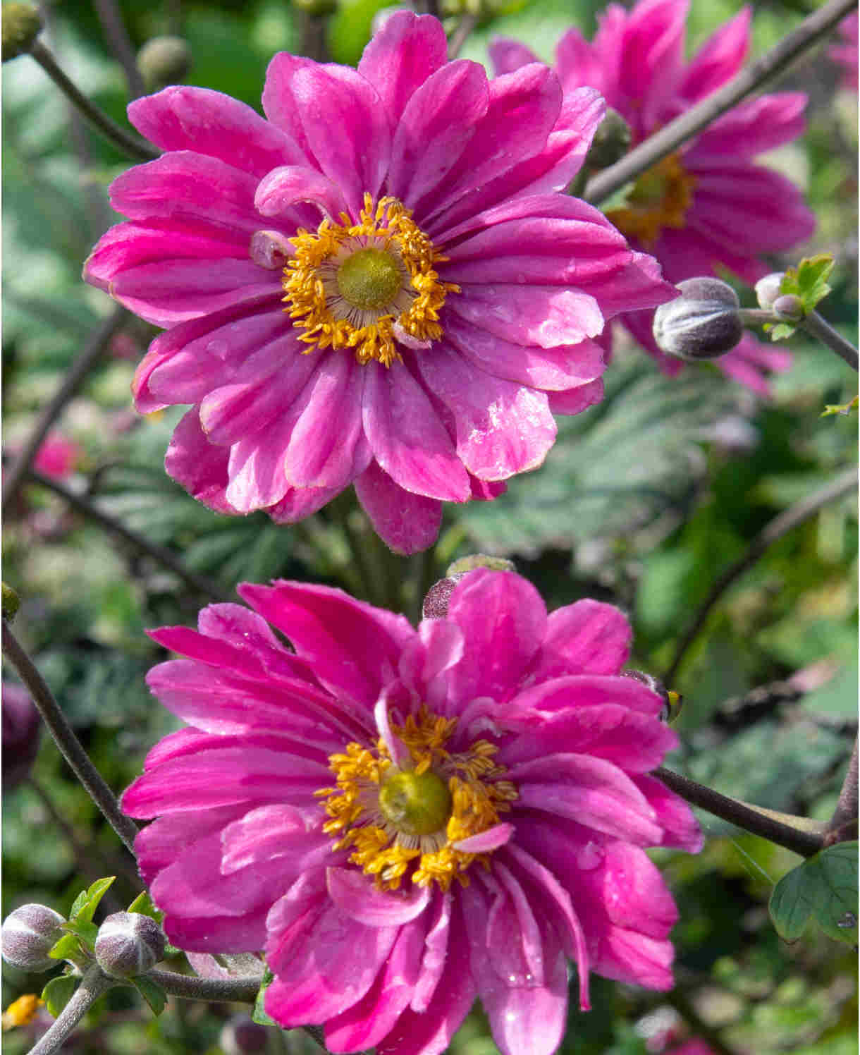 Anemone Hupehensis Japonica Pamina - 9cm pots | 1 x 9cm | Pink