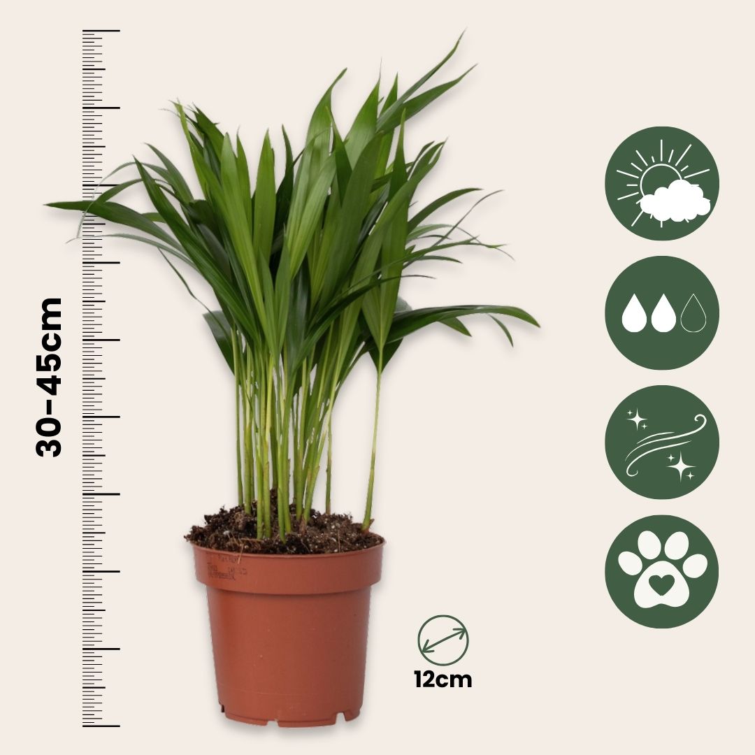 Areca Palm 'golden Cane' - 2 Pcs. - Dypsis Lutescens - Height 30-45cm - ⌀12cm | Set of 2 | Green