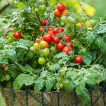Tomato Cherry Bitonto F1 Seeds | 8 Seeds