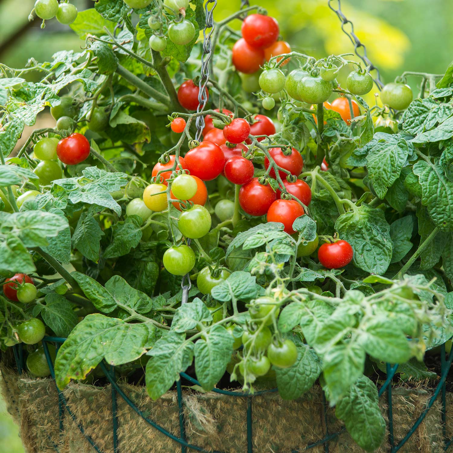 Tomato Cherry Bitonto F1 Seeds | 8 Seeds