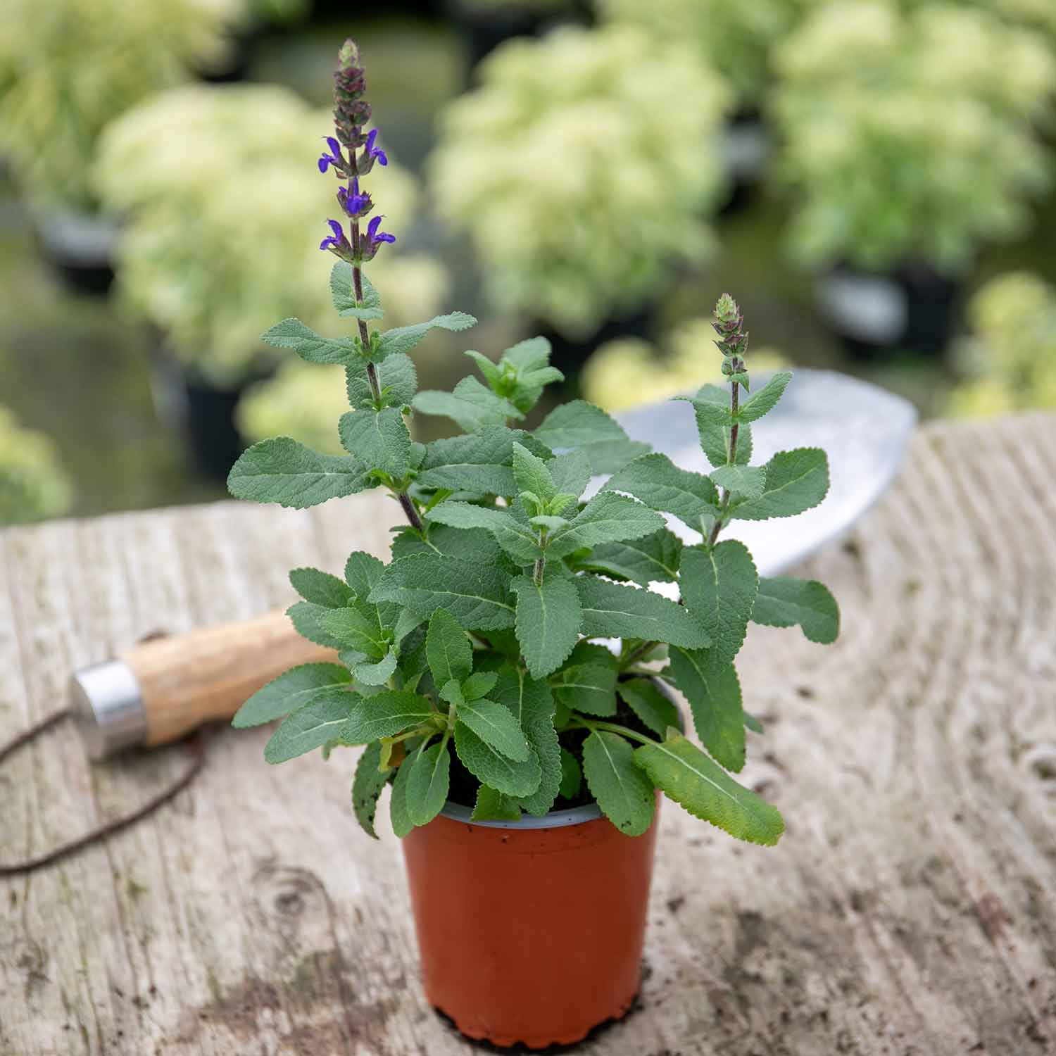 Salvia 'caradonna Compact' Plant | Set-of-1