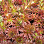 Sempervivum 'coral Red' - Hardy, Drought-tolerant For Pots & Rock Gardens | 3 x 9cm | Multi