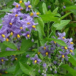 1x 3-4ft Large Solanum Crispum Glasnevin Blue Flowering Climbing Plant 3l