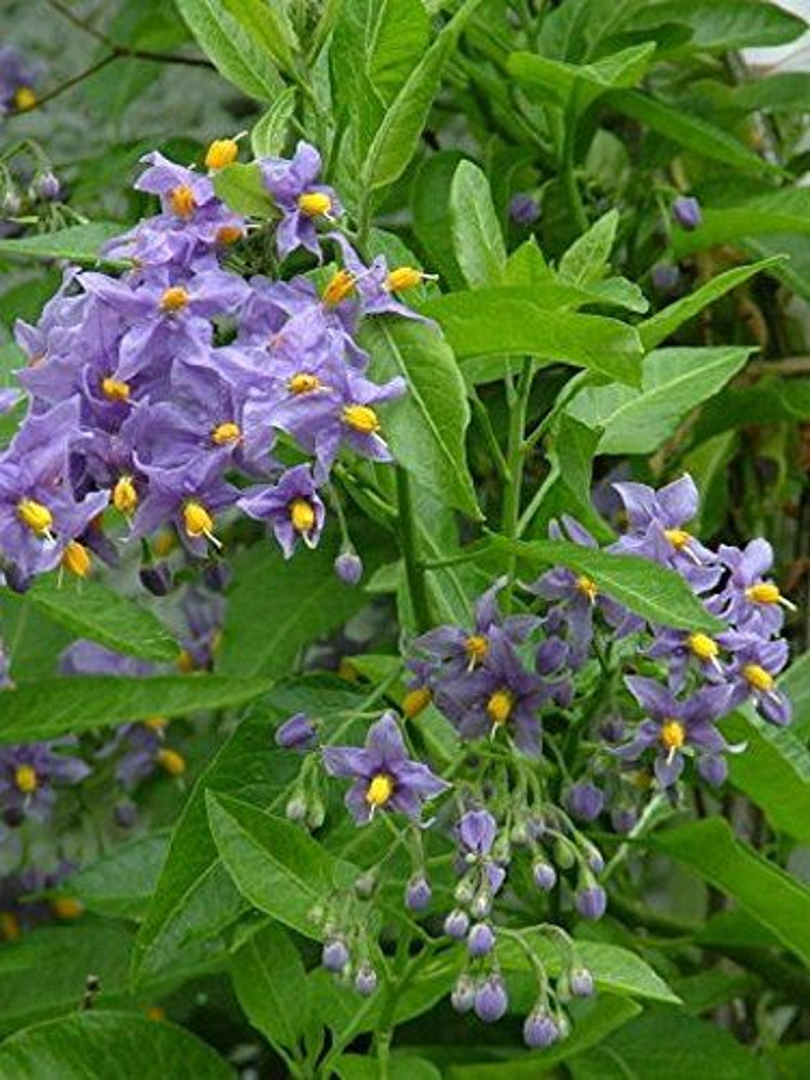 1x 3-4ft Large Solanum Crispum Glasnevin Blue Flowering Climbing Plant 3l