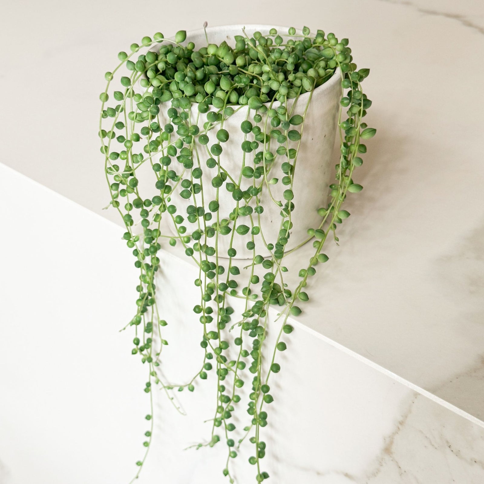 String Of Pearls - Senecio Rowleyanus - Height 10-20cm - ⌀12cm | Set of 1 | Green