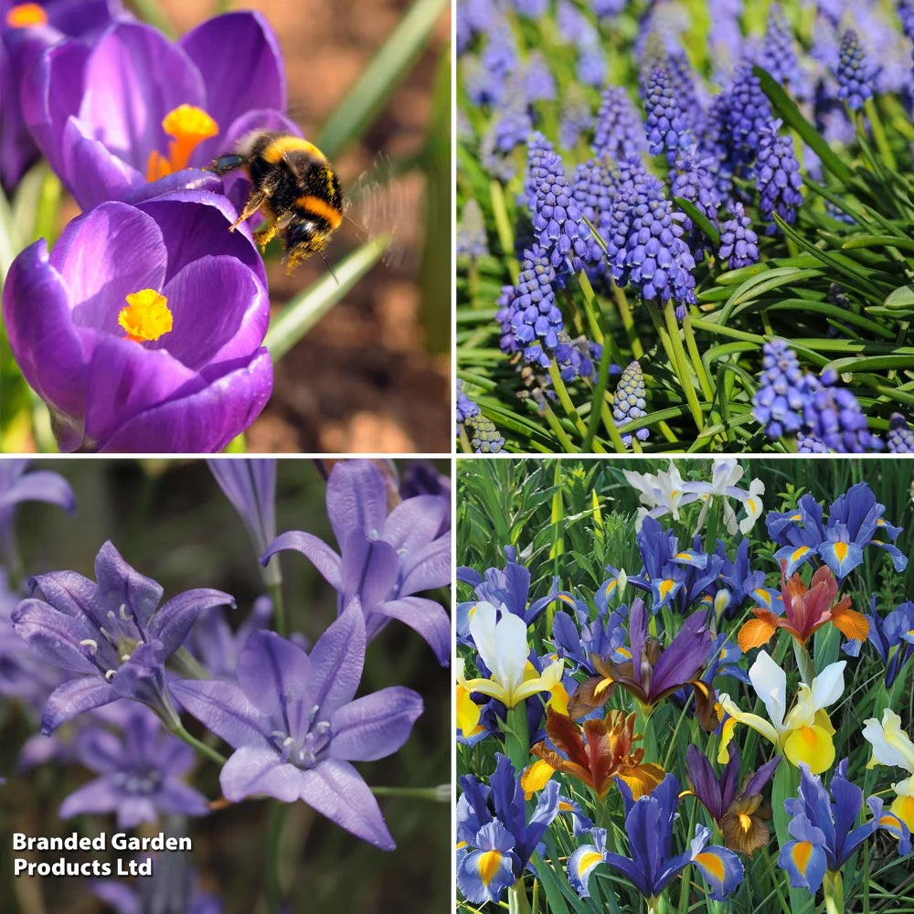 Thompson & Morgan Mixed Spring Bulb Collection 200 Bulbs