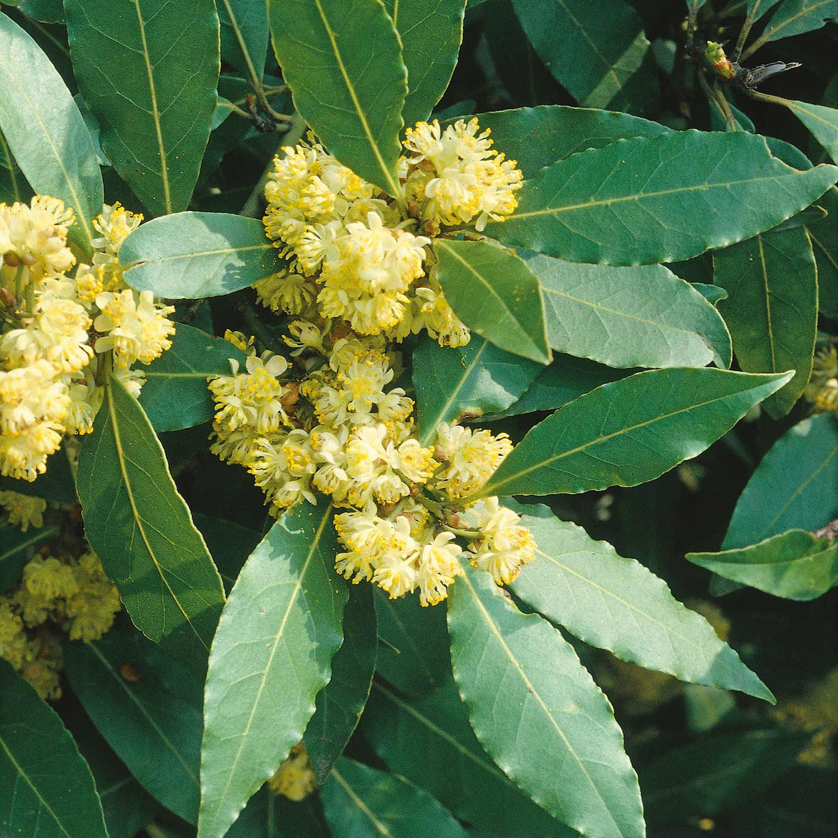 Pyramid Bay Tree (laurus Nobilis) - Evergreen Topiary For Pots & Doorways | 100cm | Green