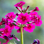 Primula Japonica Millers Crimson - 9cm Pot | 1 x 9cm | Purple