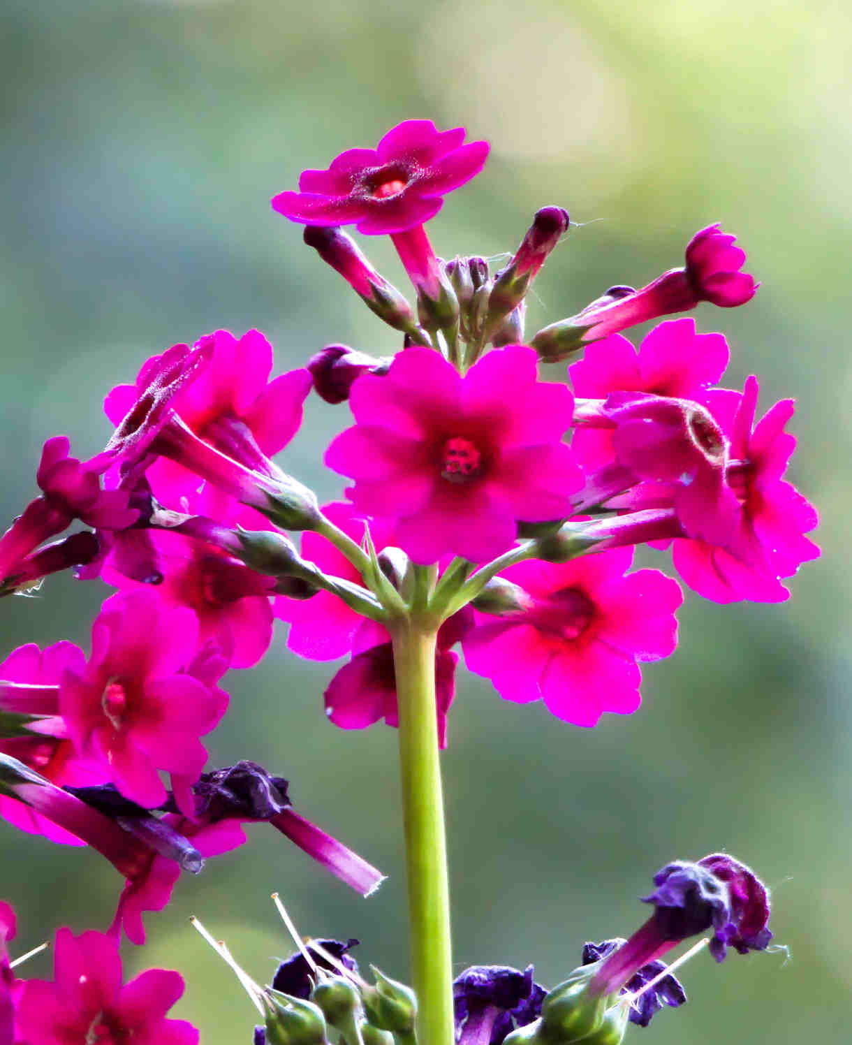Primula Japonica Millers Crimson - 9cm Pot | 1 x 9cm | Purple