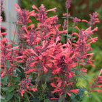 Hayloft Agastache Kudos Coral - Plug Plants