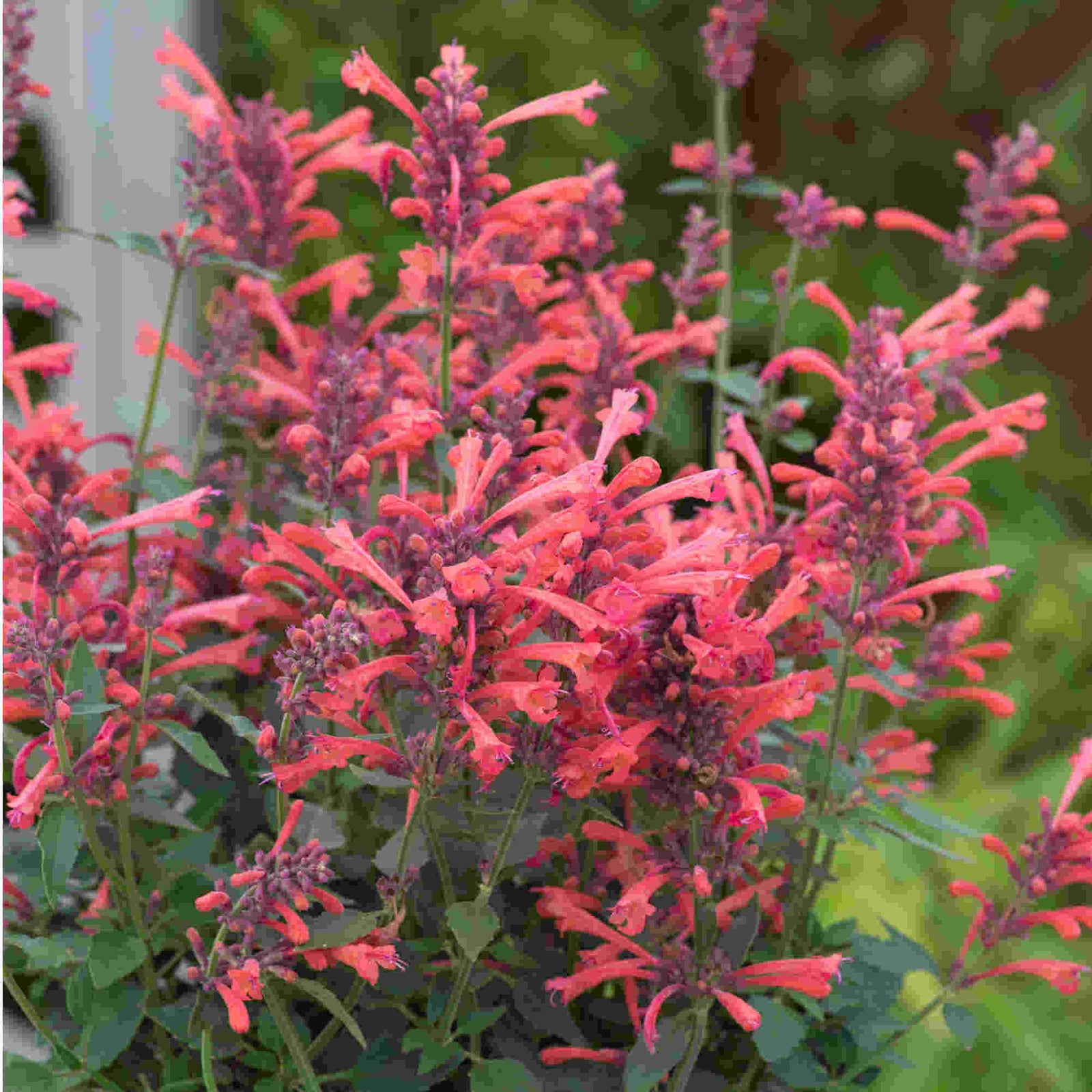 Hayloft Agastache Kudos Coral - Plug Plants