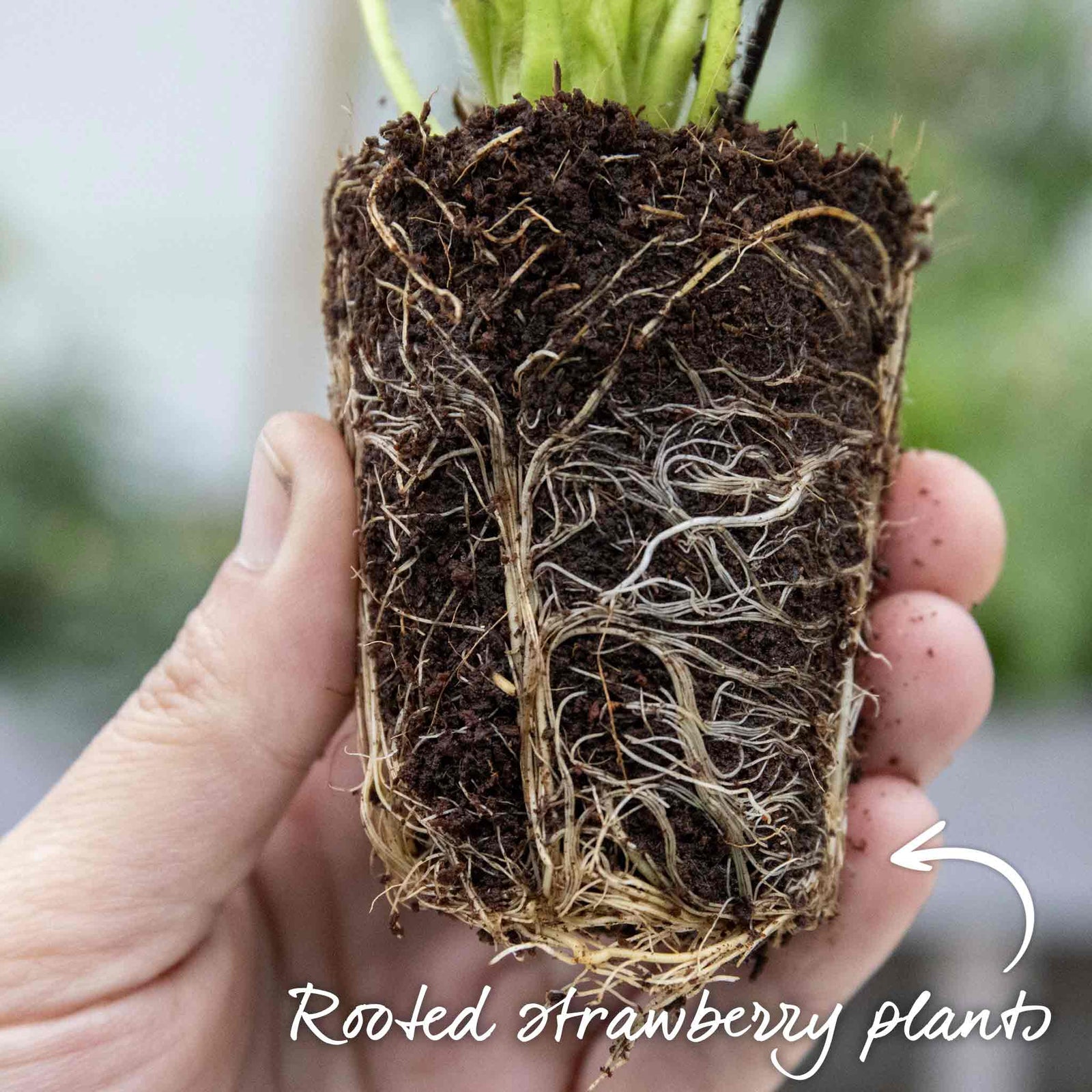 Everbearing Strawberry Plant 'favouri' | Set of 10 | Red