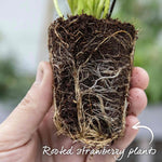 Everbearing Strawberry Plant 'favouri' | Set of 30 | Red