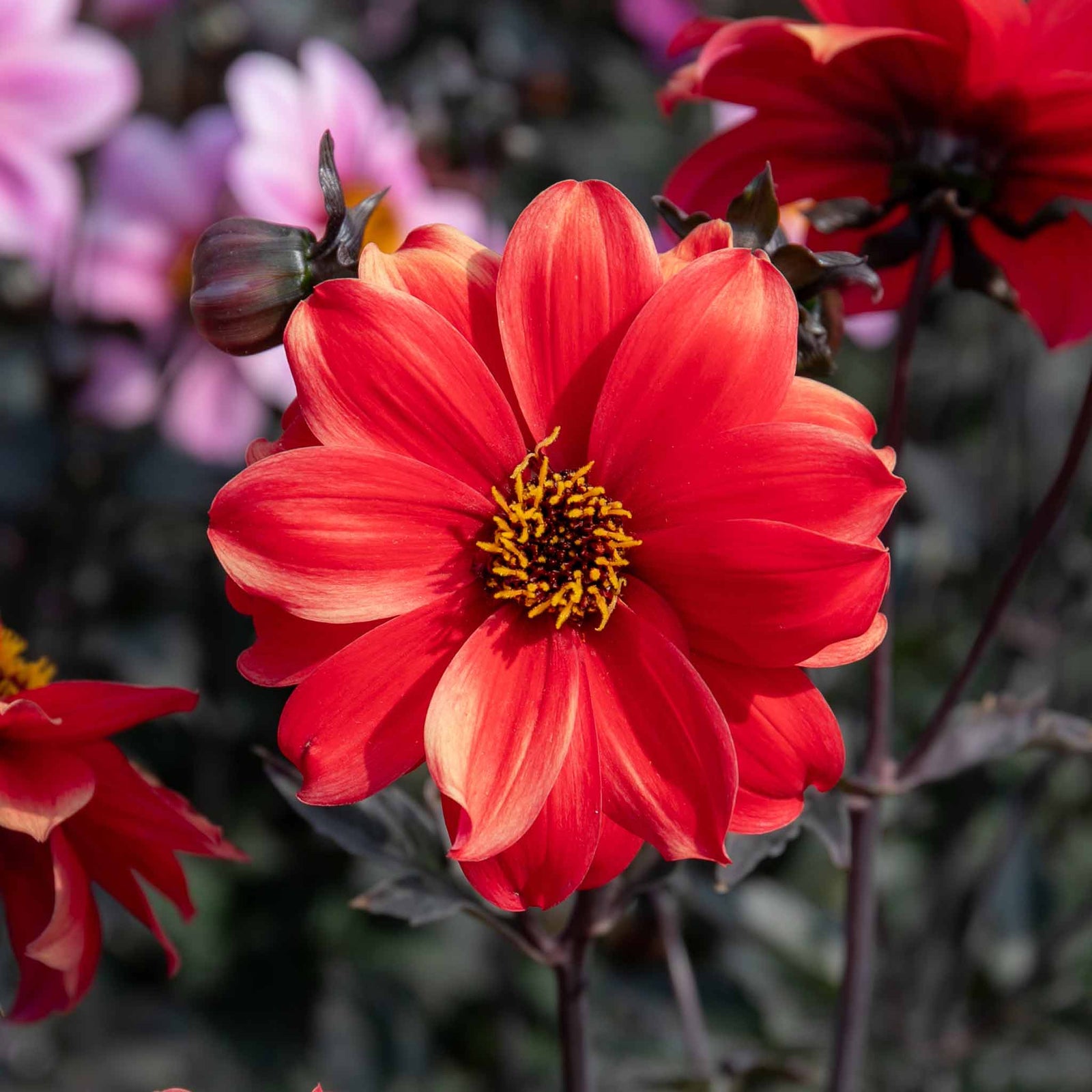 Dahlia 'bishop Of Llandaff' Red | 1 x Bulb | Red
