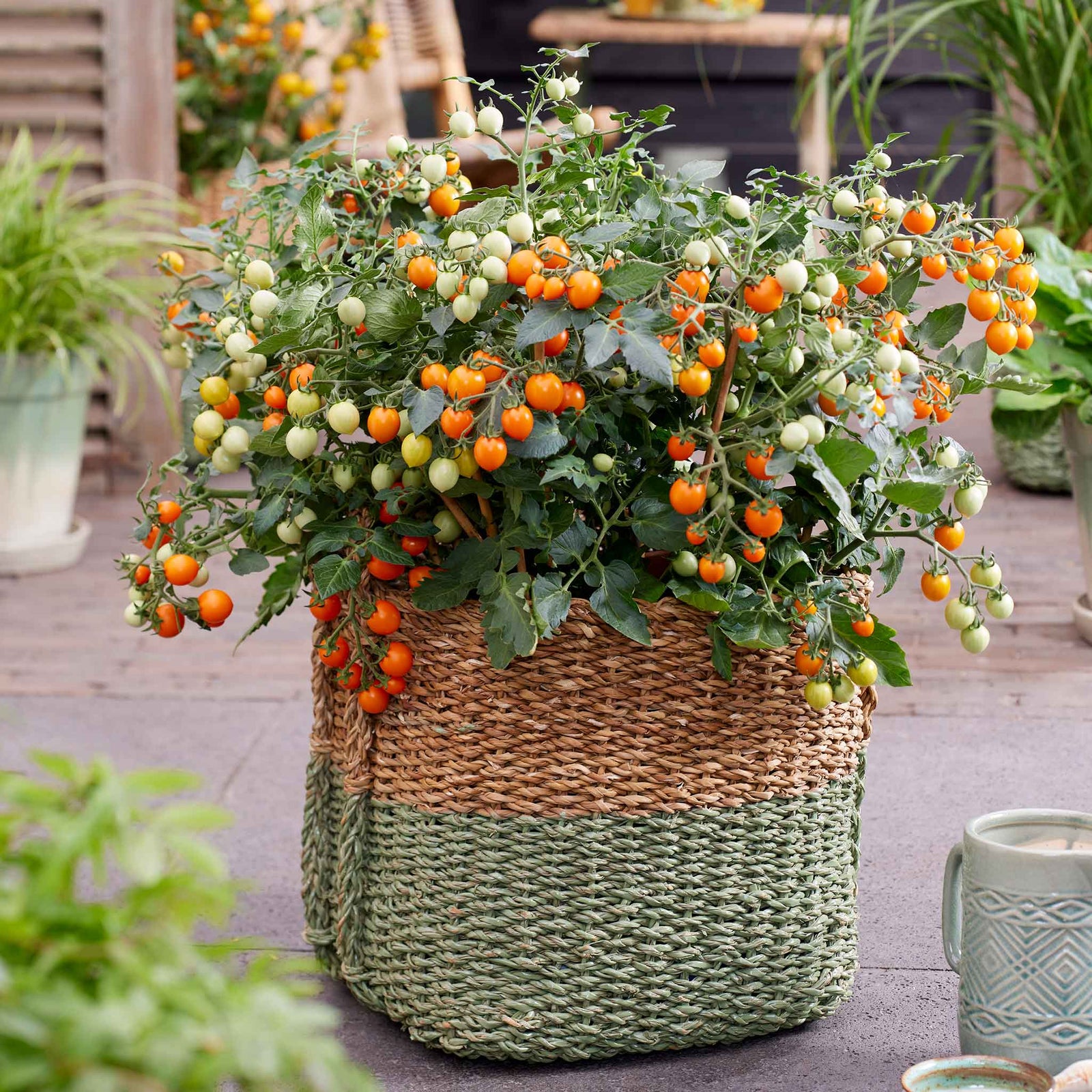 Tiny Temptations Cherry Tomato Seeds | 8 Seeds