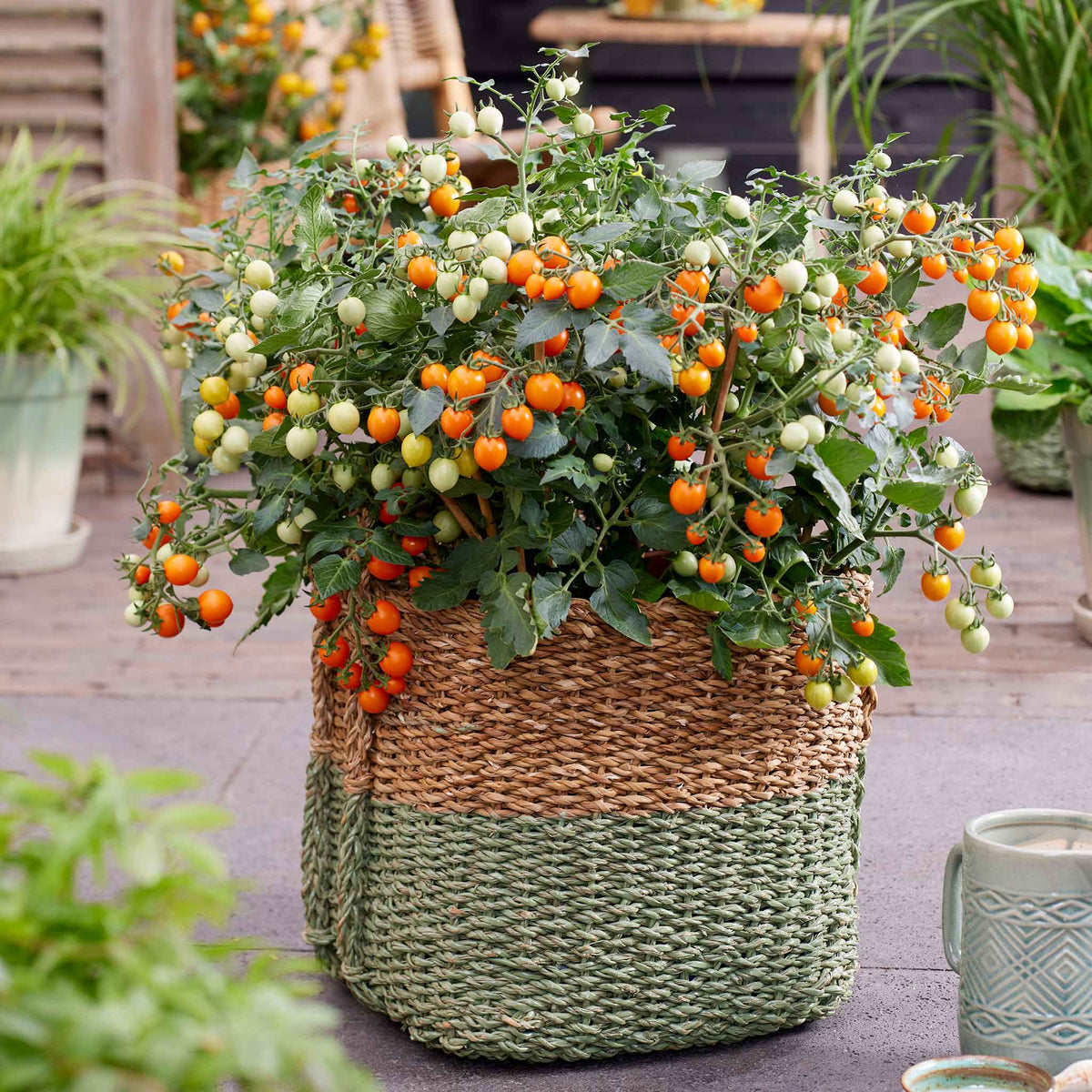 Tiny Temptations Orange Bush Tomato 9cm Plants | Set of 6