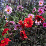 Dahlia 'bishop Of Llandaff' Red | 1 x Bulb | Red
