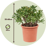 Jade Plant - Crassula Ovata 'hobbit' - Height 55-60cm - ⌀30cm | Set of 1 | Green