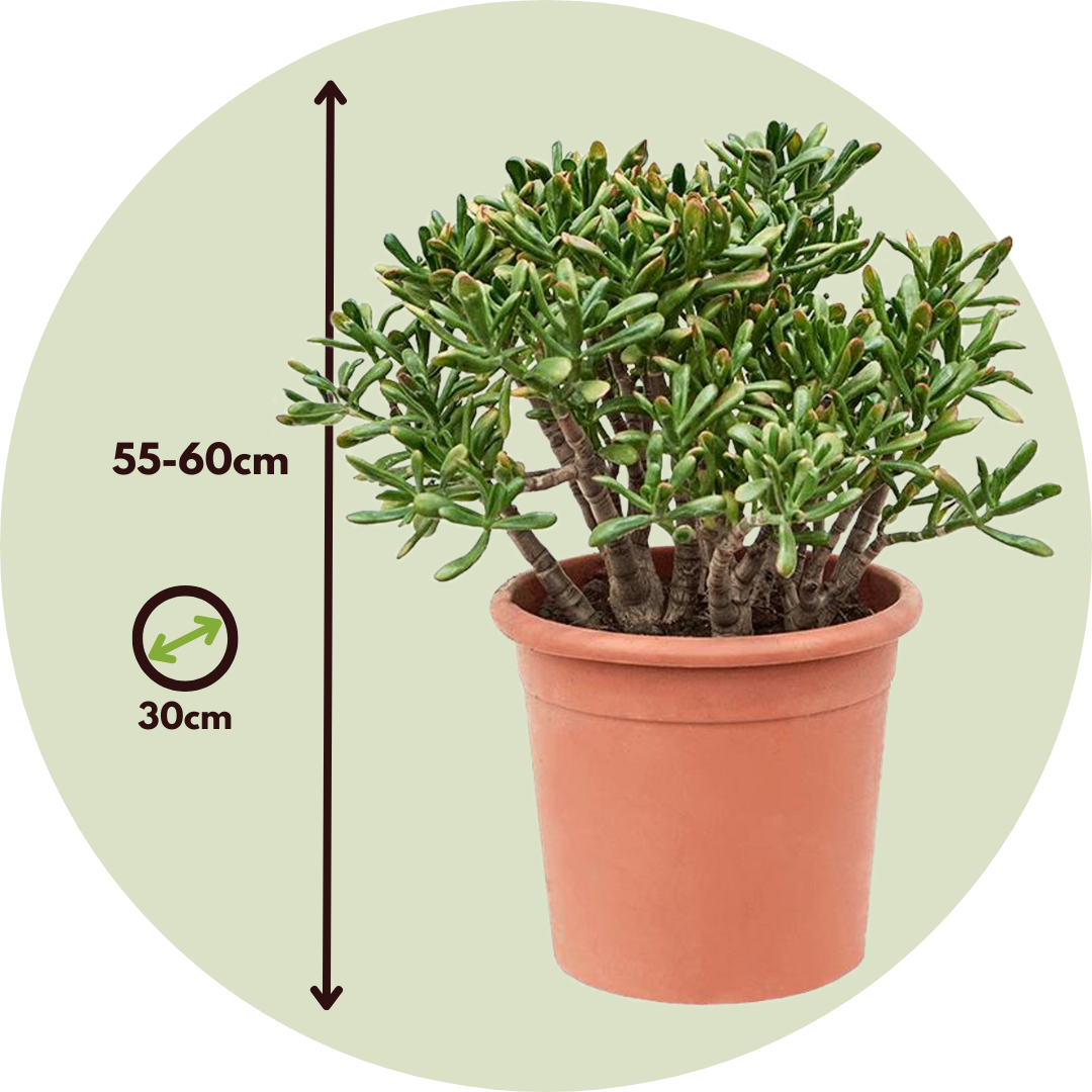 Jade Plant - Crassula Ovata 'hobbit' - Height 55-60cm - ⌀30cm | Set of 1 | Green