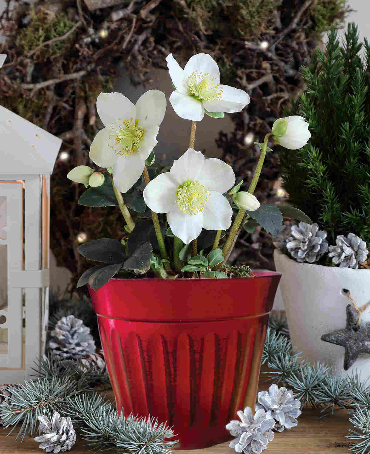 Hellebore Christmas Carol - Pure White Christmas Rose Christmas Gift | Set-of-1