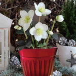 Hellebore Christmas Carol - Pure White Christmas Rose Christmas Gift | Set-of-3