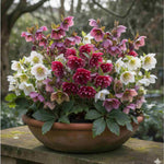 Delightful Helleborus Collection - 4 x 9cm pots