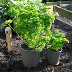Parsley 'moss Curled' Plant 35 Cm Biennial | 1L | Dark Green