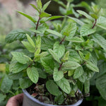 Mint 'peppermint' Plant | 1 x 1L | Green