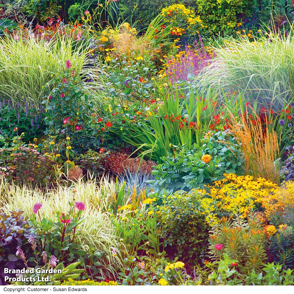 Mixed Perennial Cottage Garden Collection