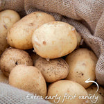 Seed Potato Foremost — Very Early, Rhs Recommended | 1kg | Multi