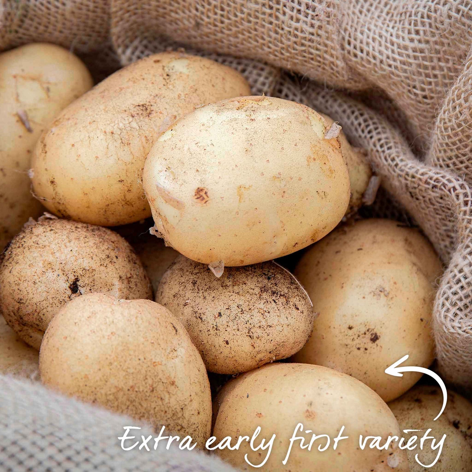 Seed Potato Foremost — Very Early, Rhs Recommended | 2kg | Multi