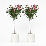 Palace Rose - Height 80-100cm - ⌀19cm | Set of 2 | Pink