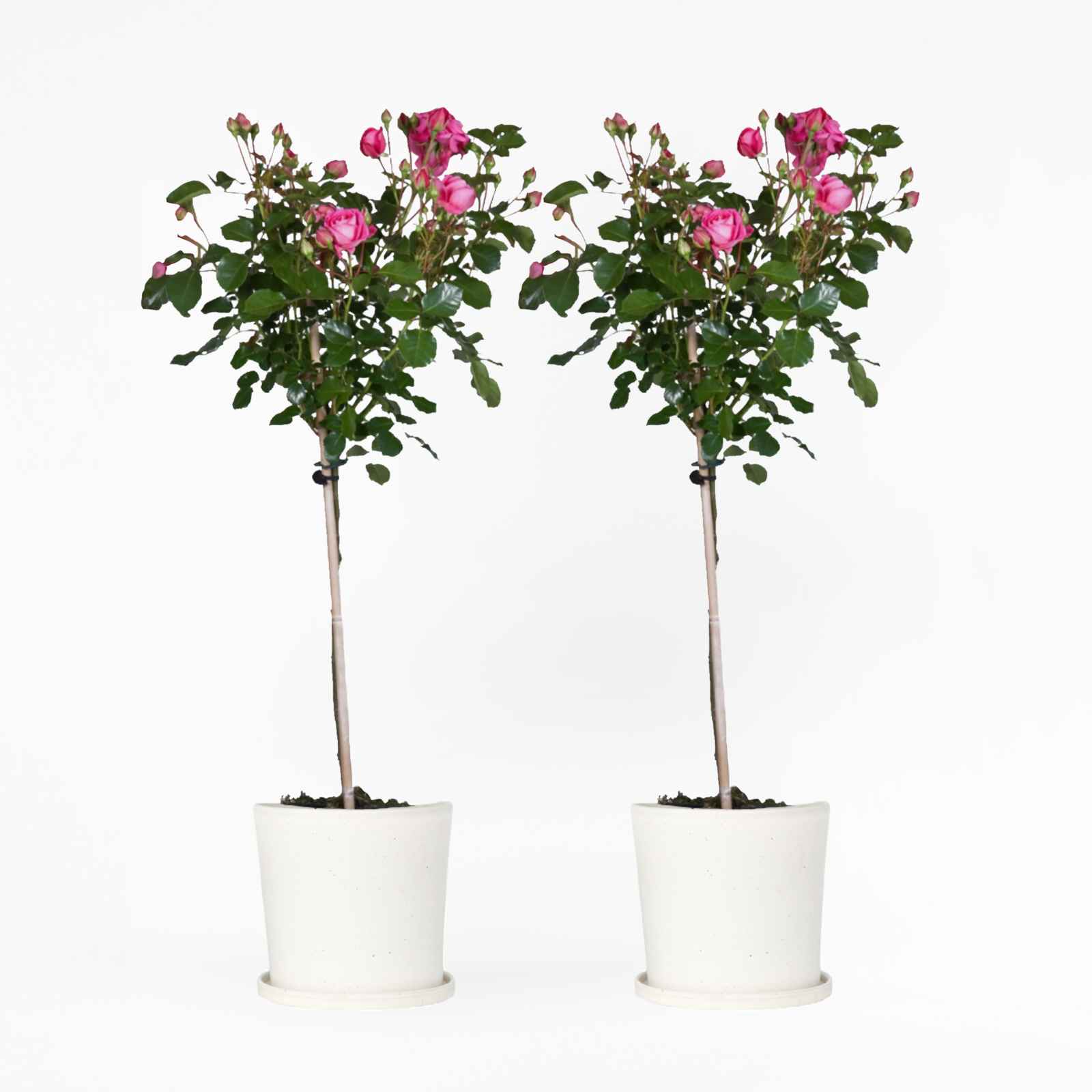 Palace Rose - Height 80-100cm - ⌀19cm | Set-of-2 | Pink