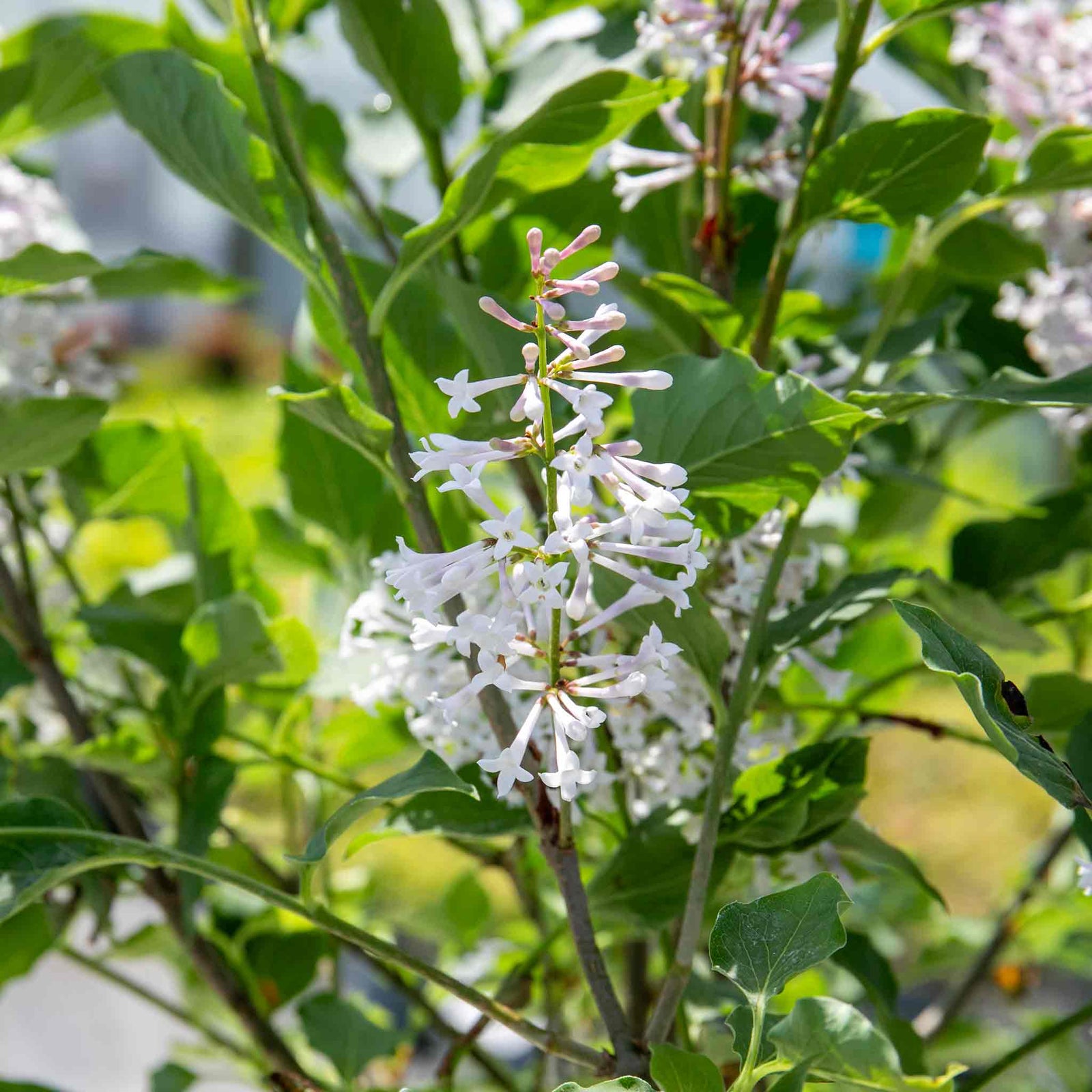 Syringa Patula 'miss Kim' Fragrant Lilac Shrub | 1 x 3L | Purple
