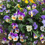 Thompson & Morgan Viola Hanging Basket Preplanted Hanging Basket 8in (20cm) X1