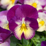 Pansy 'cool Wave Raspberry Swirl' | 6 x Garden Ready Plugs