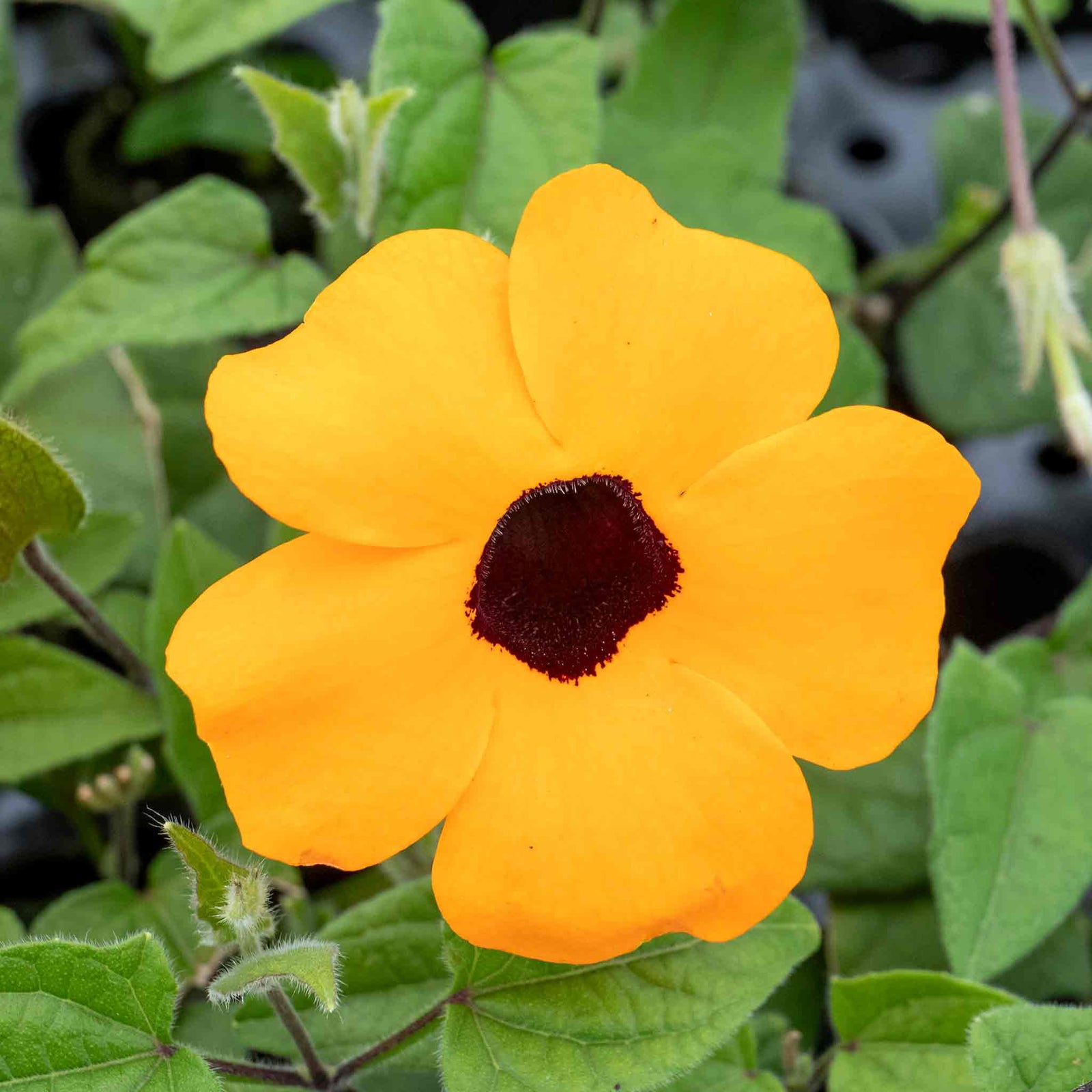Thunbergia 'orange' Climbing Plant Plug Plants | 12 x Plug Plants | Orange