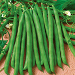 French Bean Summer Medley Mix - 36 Garden-ready Plugs | 36 x Garden Ready Plants | Green