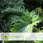 Elephant's Ear - 2 Pcs. - Alocasia 'odora' - Height 55-75cm - ⌀17cm | Set of 2 | Pink