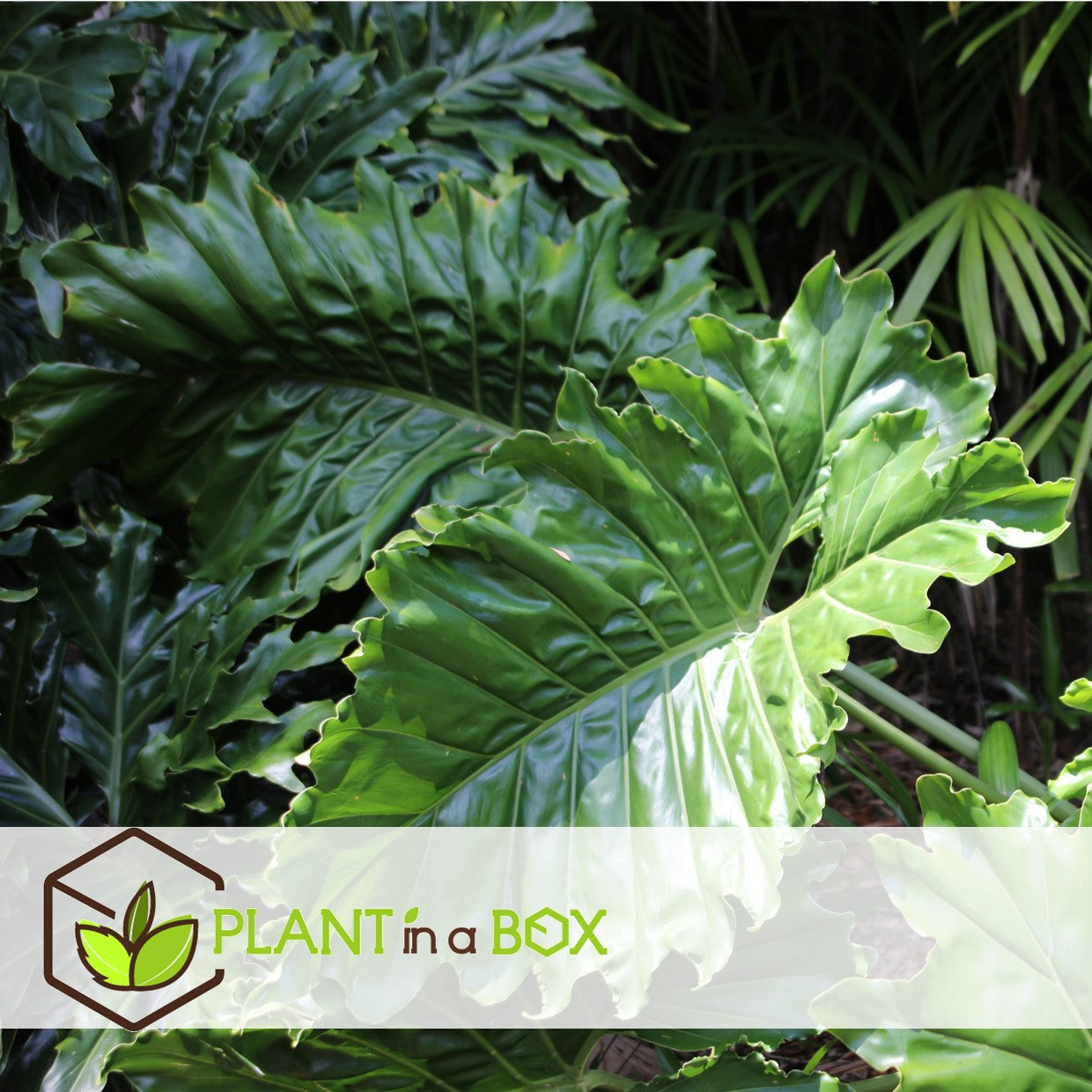 Elephant's Ear - 2 Pcs. - Alocasia 'odora' - Height 55-75cm - ⌀17cm | Set of 2 | Pink