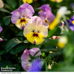 Thompson & Morgan Viola 'Ice Babies' Pre-Planted Hanging Basket - x 2