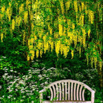 Hayloft Laburnum Anagyroides - Grow This Outstanding Golden Chain Tree For A Burst Of Colour - 9cm pots