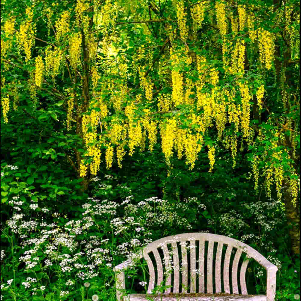 Laburnum Anagyroides - Grow This Outstanding Golden Chain Tree For A Burst Of Colour - 9cm pots